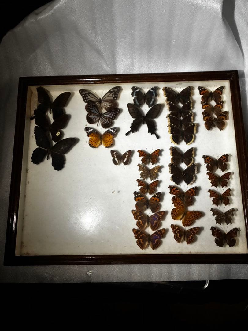 ま*る様 蝶　昆虫　カブトムシ　クワガタなどの標本　３つセット