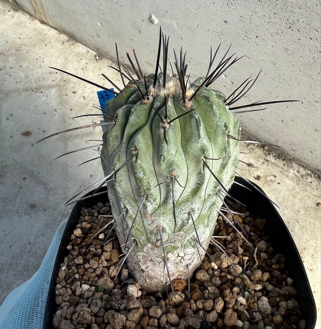 コピアポア　デアルバータ　黒士冠