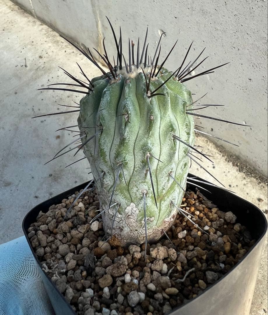 コピアポア　デアルバータ　黒士冠