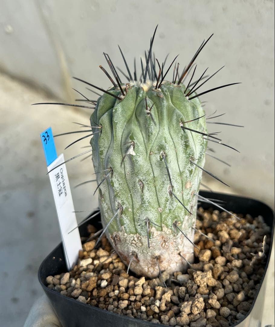 コピアポア　デアルバータ　黒士冠