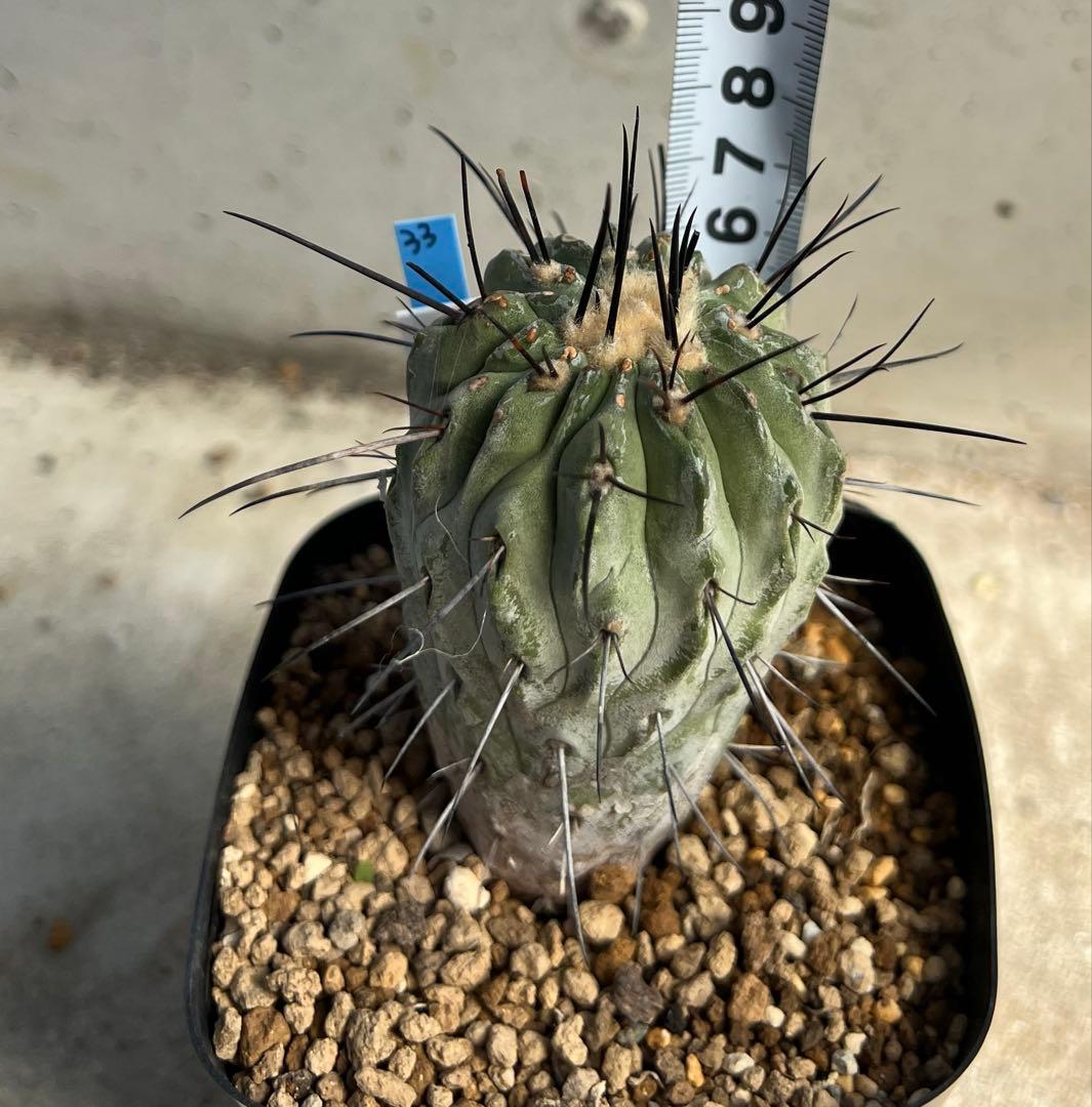 コピアポア　デアルバータ　黒士冠