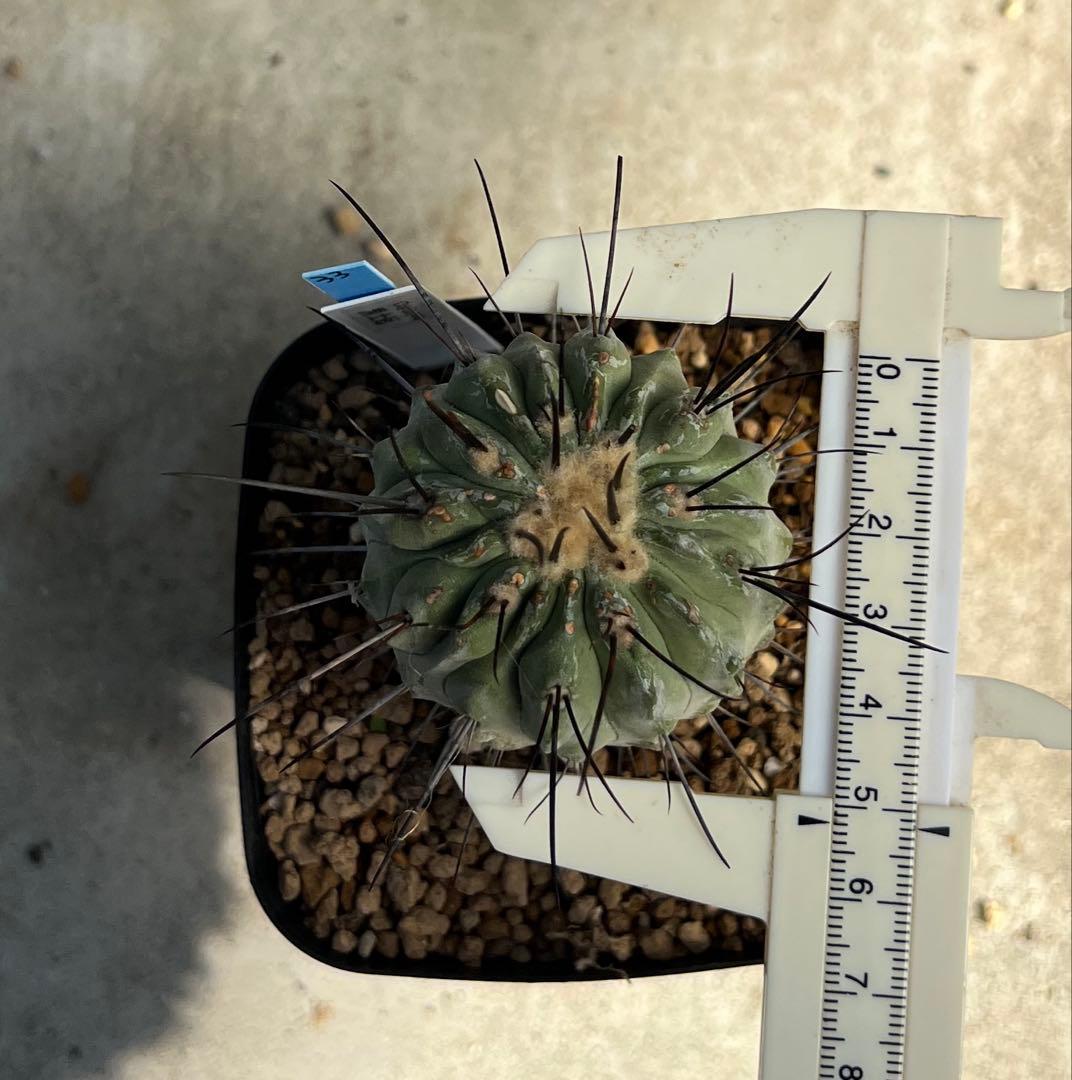 コピアポア　デアルバータ　黒士冠