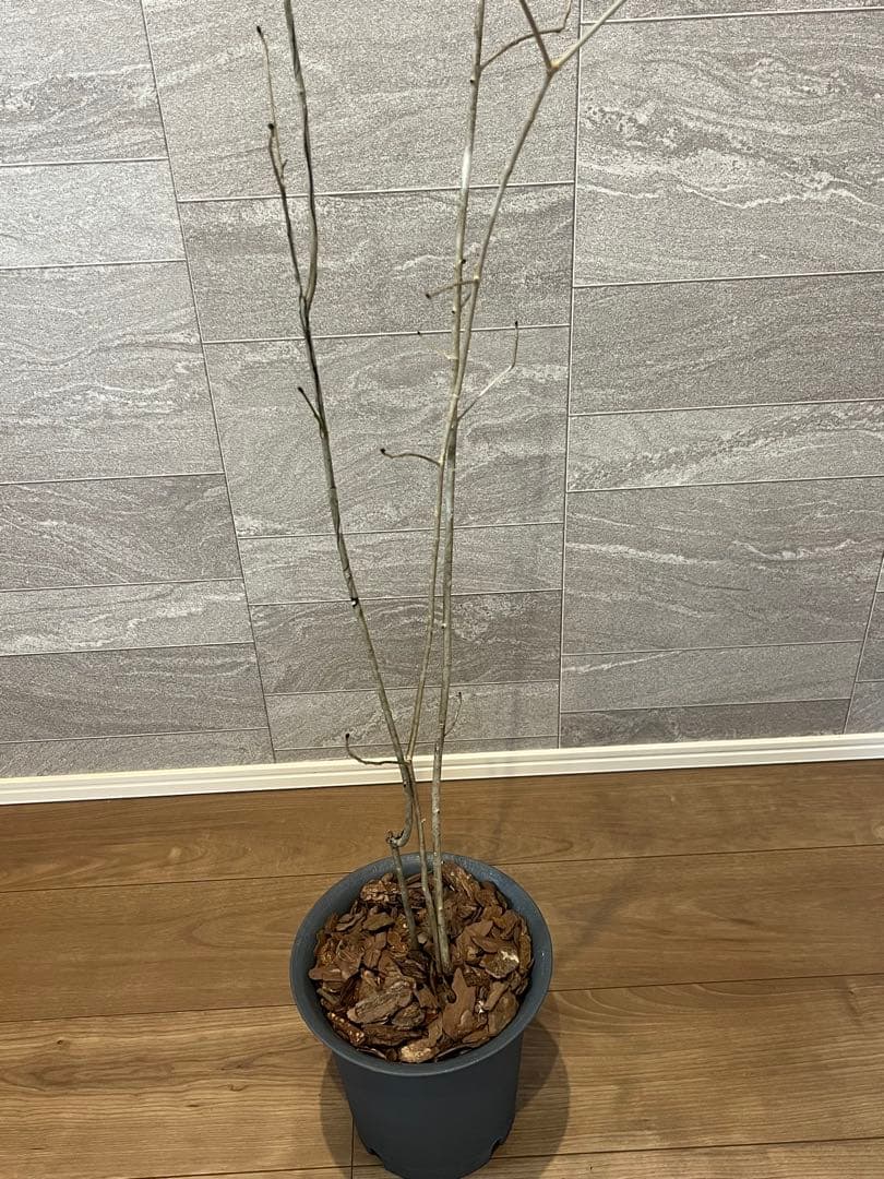 山採り天然　アオダモ　3本株立ち