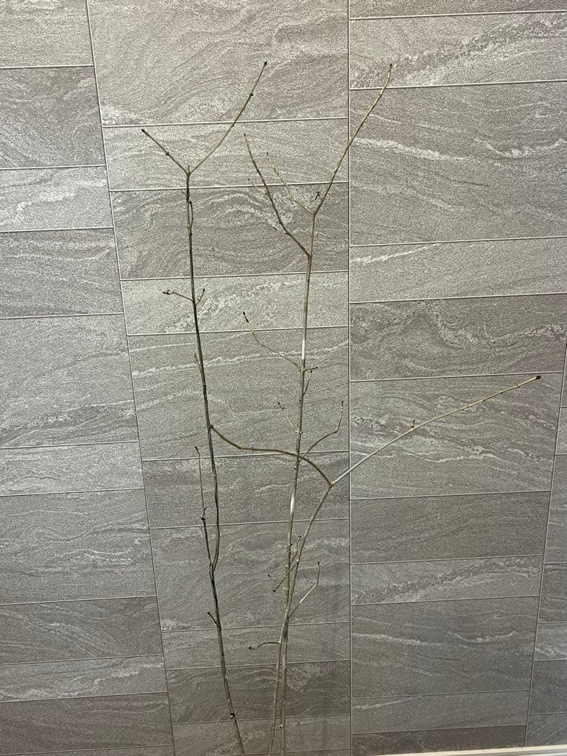 山採り天然　アオダモ　3本株立ち