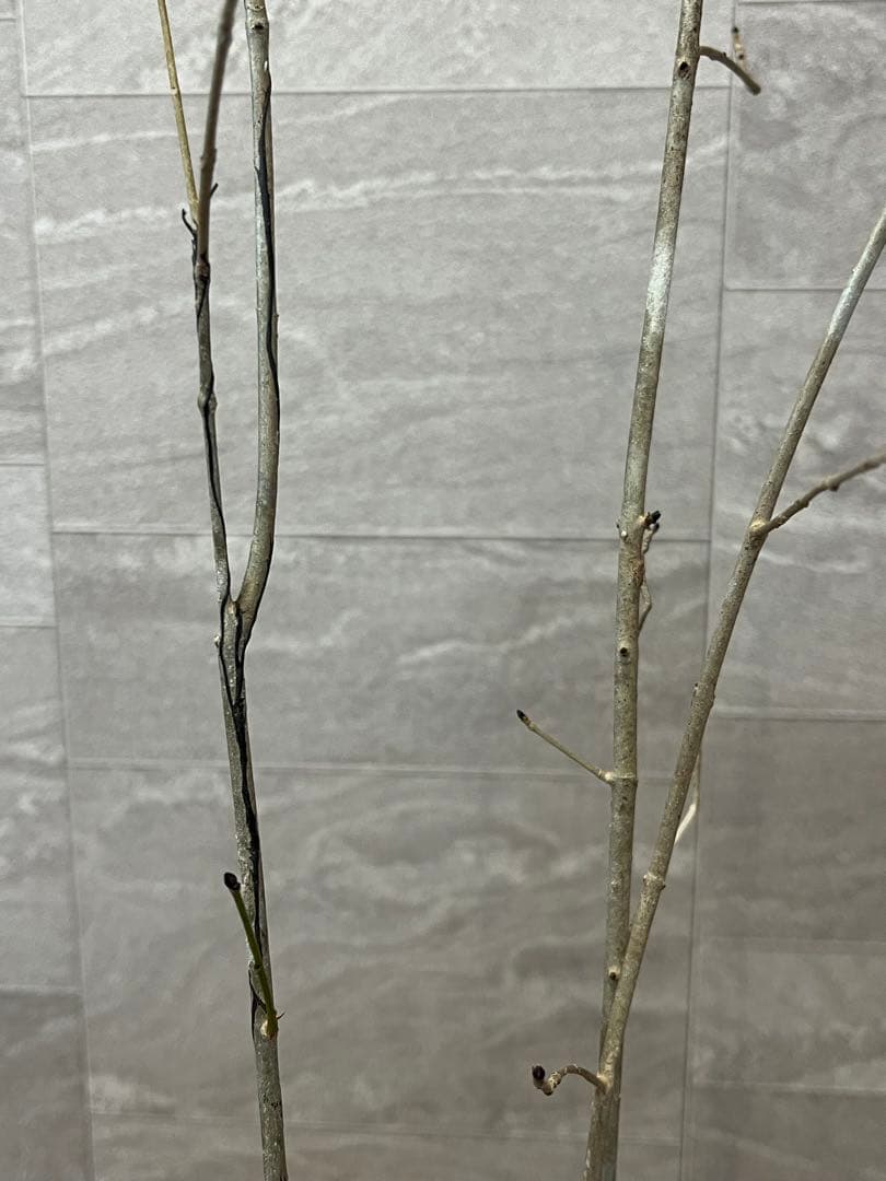 山採り天然　アオダモ　3本株立ち