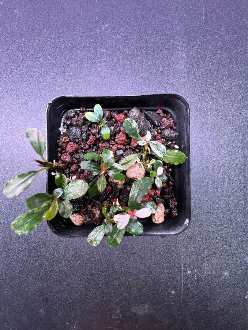 水草 Bucephalandra sp. Variegata