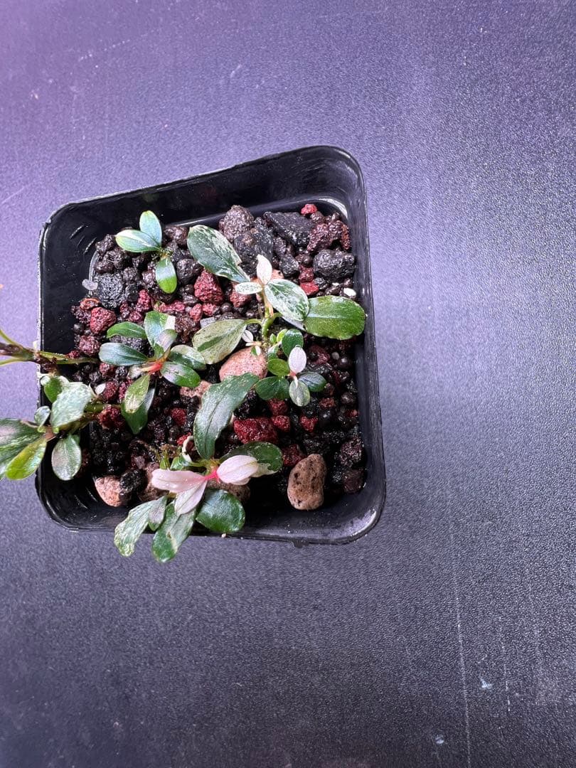 水草 Bucephalandra sp. Variegata