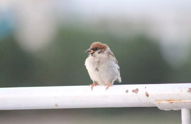 その他 SIGMA 70-300F4-5.6DG MACRO/C