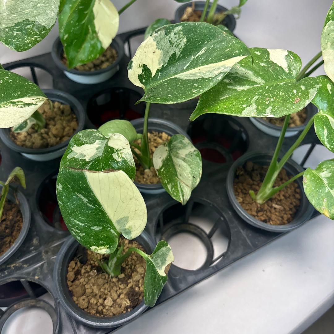 ま*8様 10株セット訳ありa16【特別選抜】モンステラ・タイコンステレーション