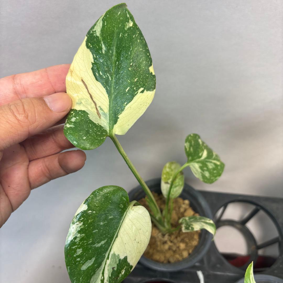 ま*8様 10株セット訳ありa16【特別選抜】モンステラ・タイコンステレーション