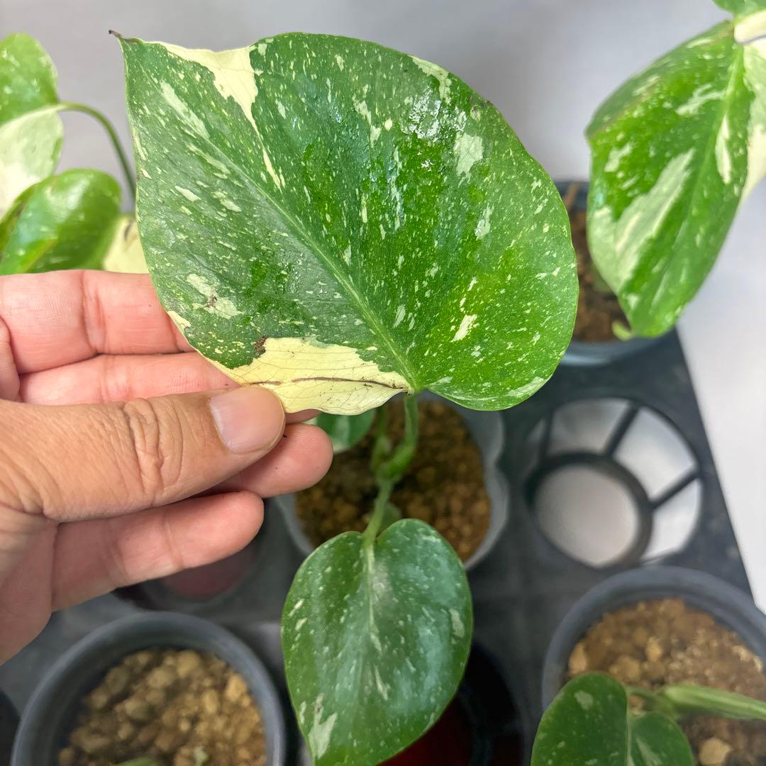 ま*8様 10株セット訳ありa16【特別選抜】モンステラ・タイコンステレーション