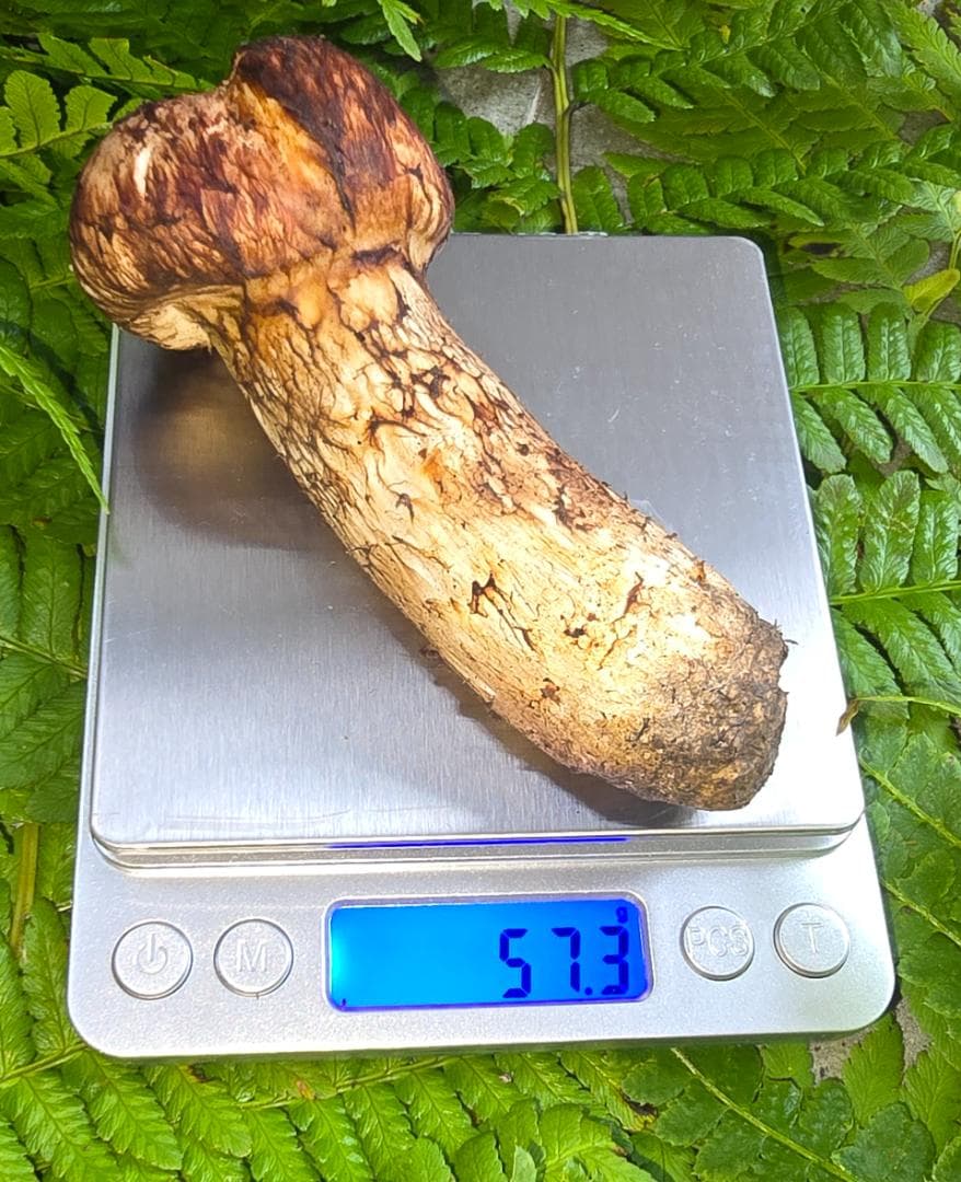 松茸 　302g　＋おまけ（写真7）49.8g　岩手県産