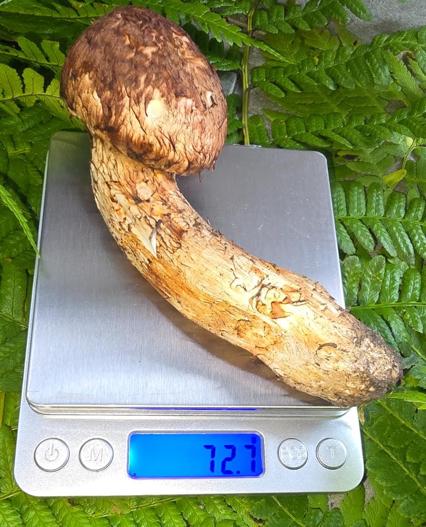 松茸 　302g　＋おまけ（写真7）49.8g　岩手県産