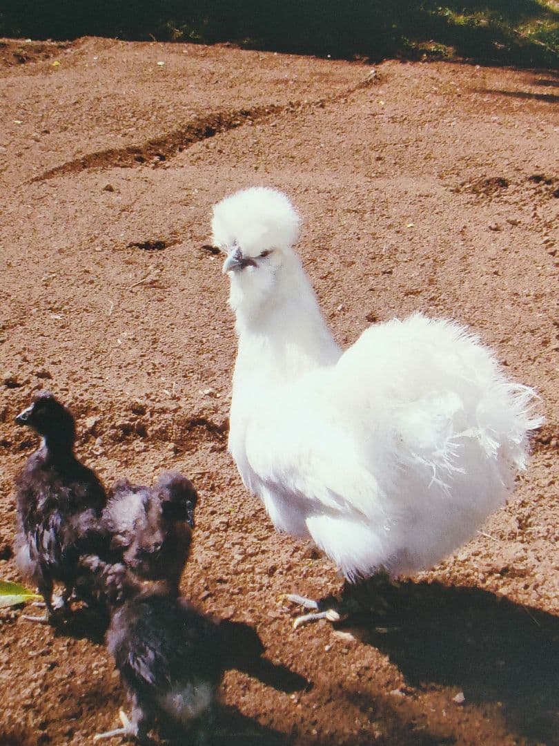 【値引】乾木耳カプセル大玉30粒】¥16,000を