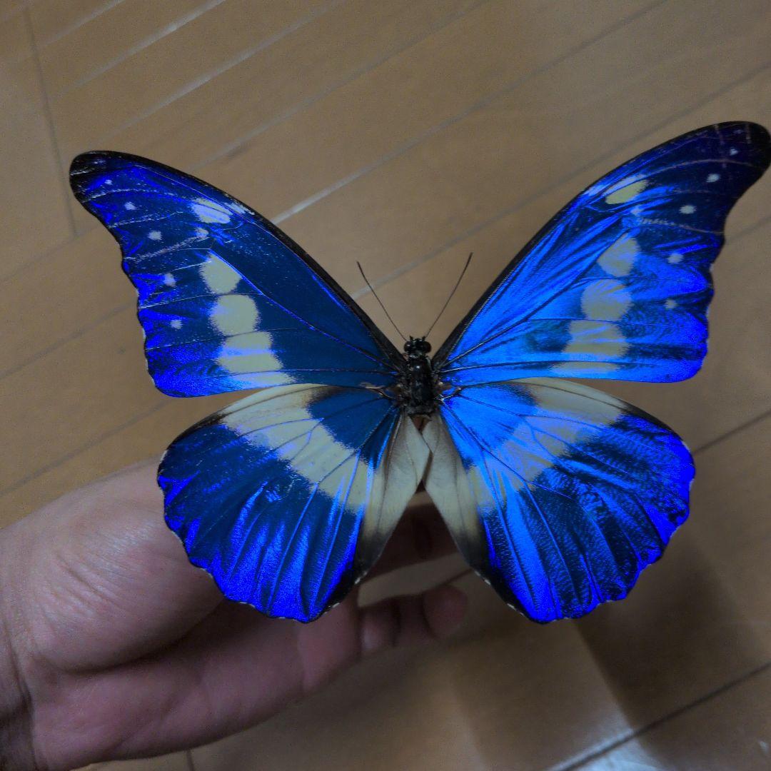 【良個体】　蝶標本 昆虫標本 外国産蝶標本　ヘレナモルフォ