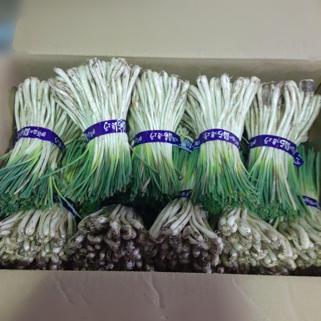 伊江島産♪島らっきょう10㎏