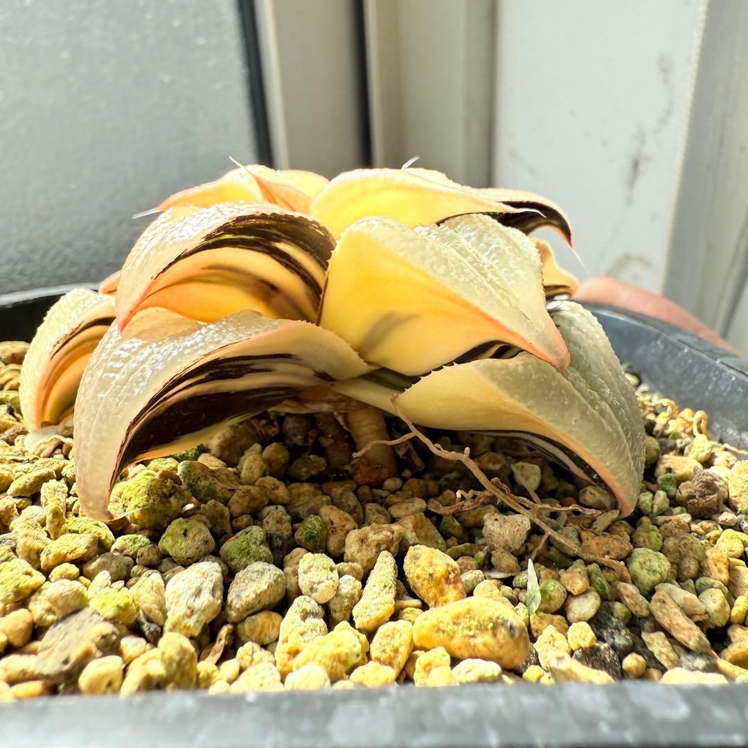 多肉植物 ハオルチア バディア錦 糊斑 12x12cm鉢