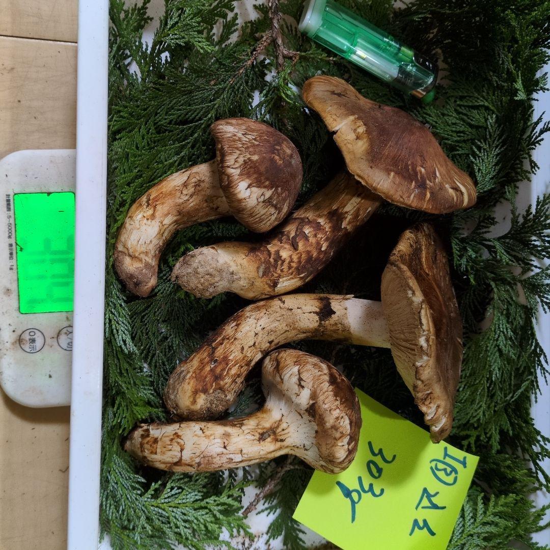 和歌山松茸 新鮮朝市　込み込み　303㌘