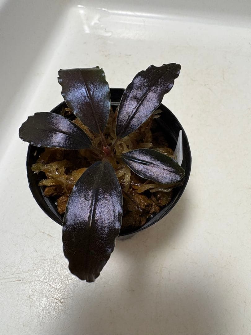 y*t様 Bucephalandra sp. Theia Blue