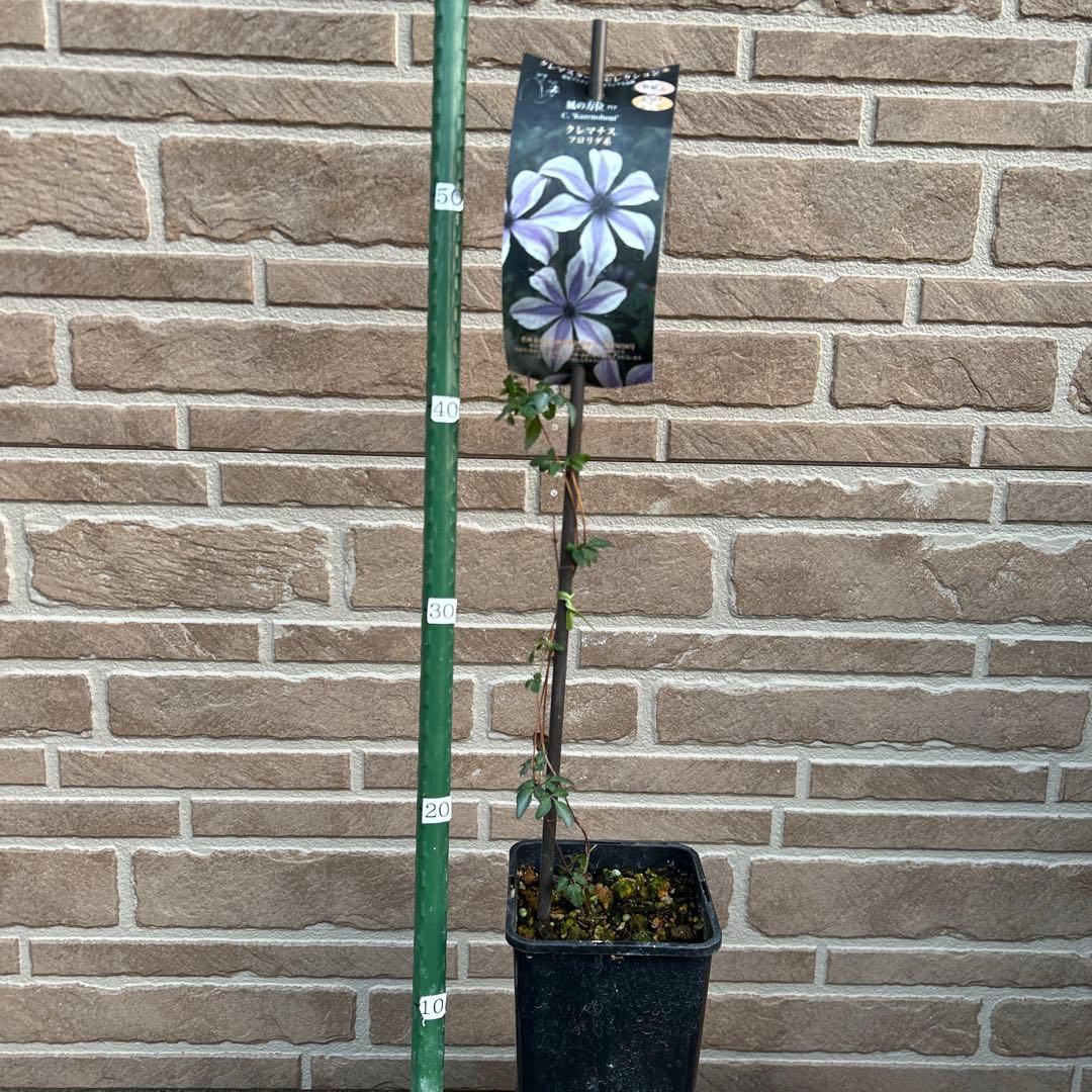 希少 クレマチス 風の方位 2023年新品種 バイカラー
