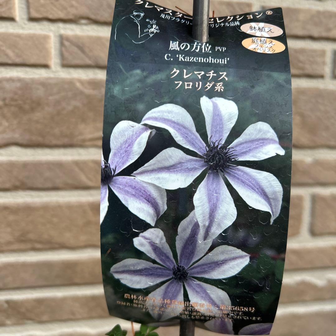 希少 クレマチス 風の方位 2023年新品種 バイカラー