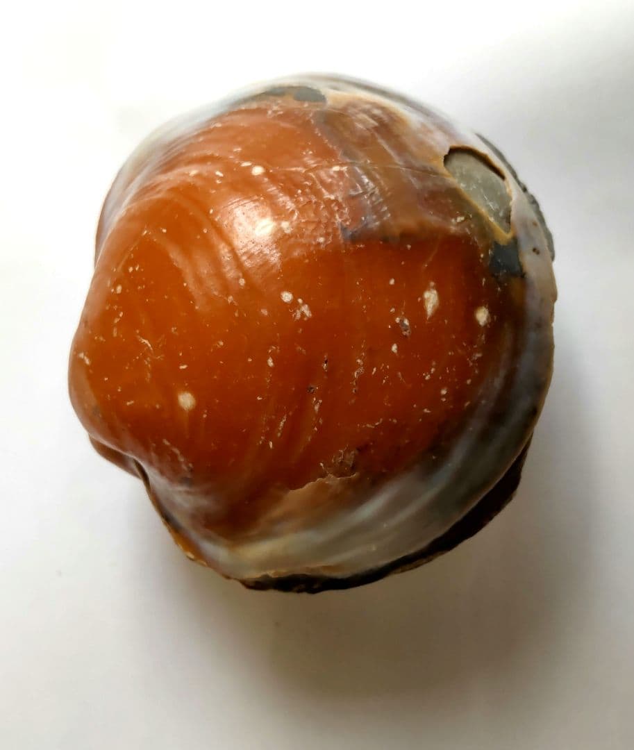 イセシラガイ　化石 ３個セット　 広島市中区八丁堀