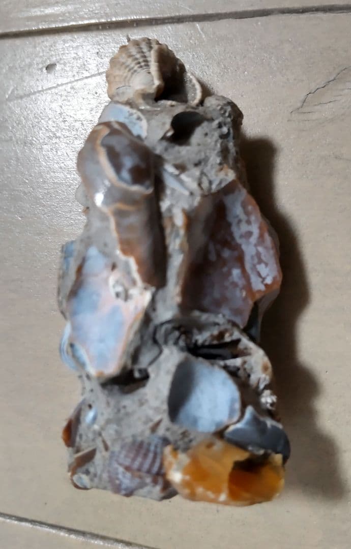 イセシラガイ　化石 ３個セット　 広島市中区八丁堀