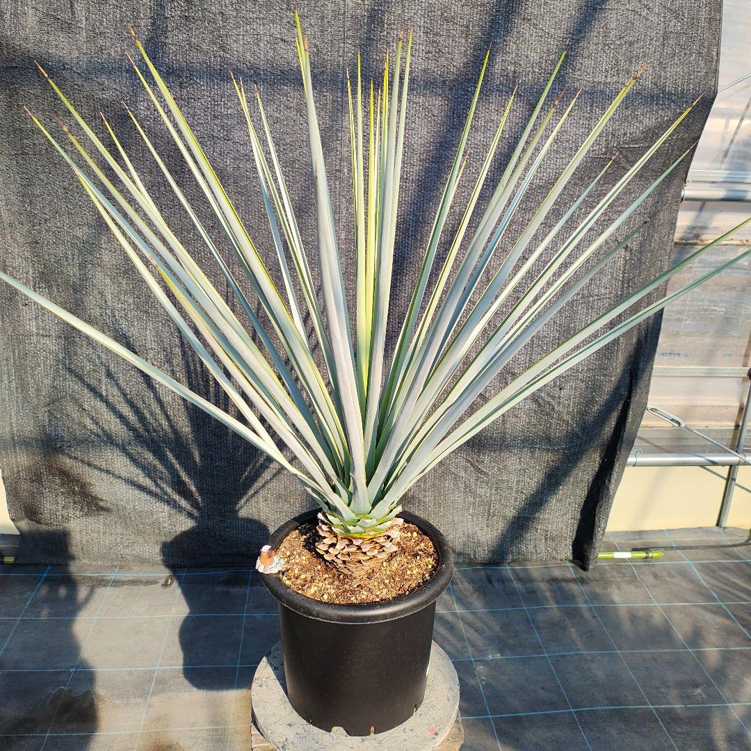 の*り様 ユッカ リギダ Hybrid