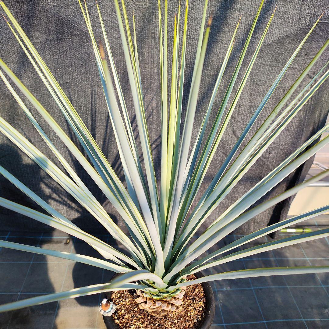 の*り様 ユッカ リギダ Hybrid