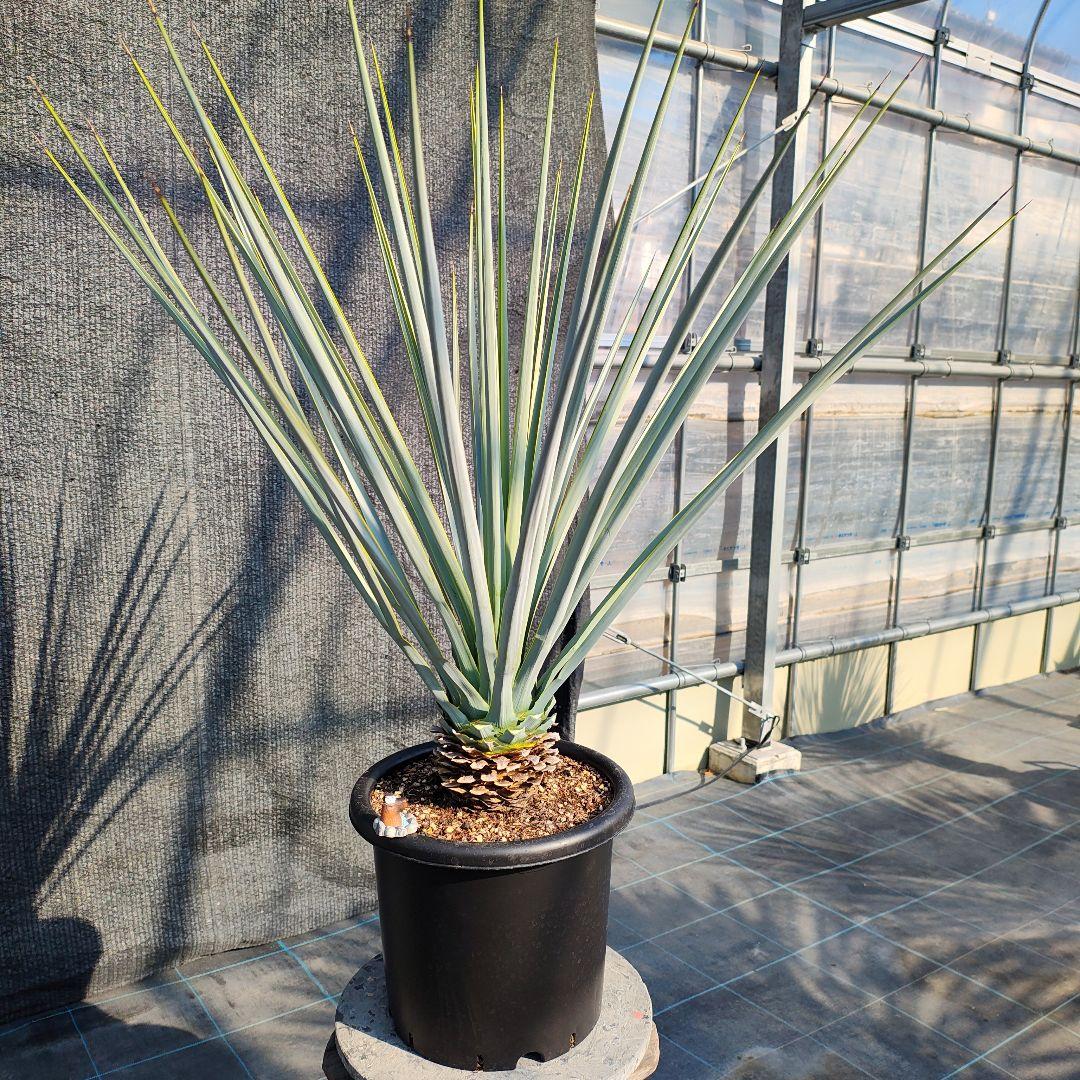 の*り様 ユッカ リギダ Hybrid