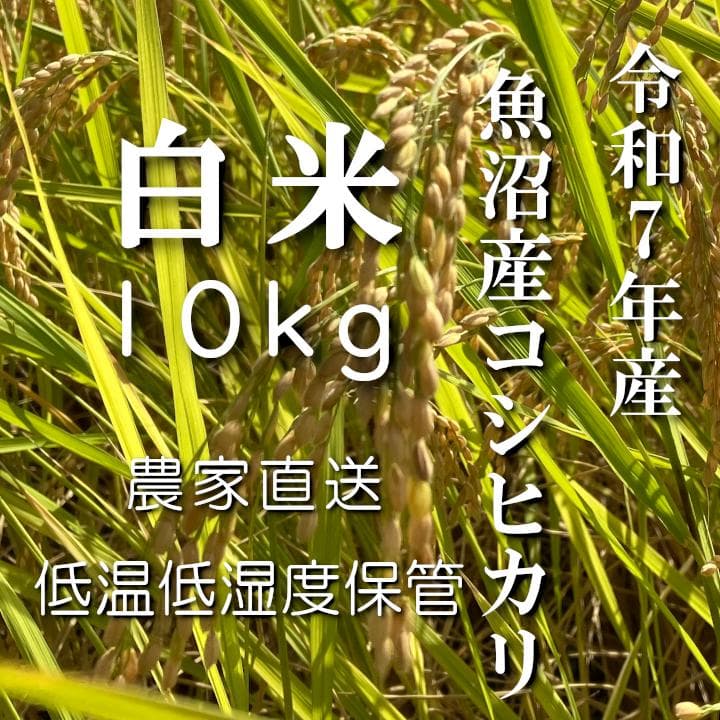 魚沼産コシヒカリ　令和7年産　白米　10キロ　米農家直送①