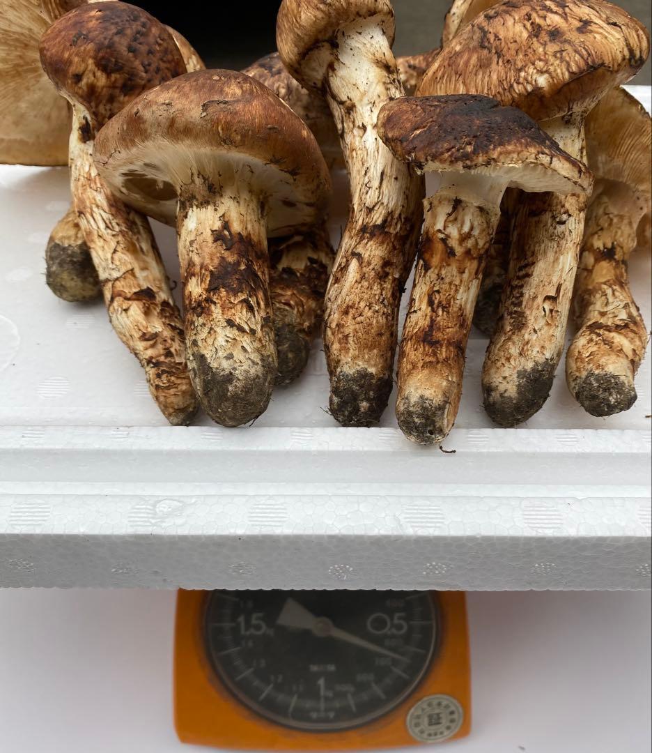 岩手県産松茸10/19日朝収穫（約640g）最終