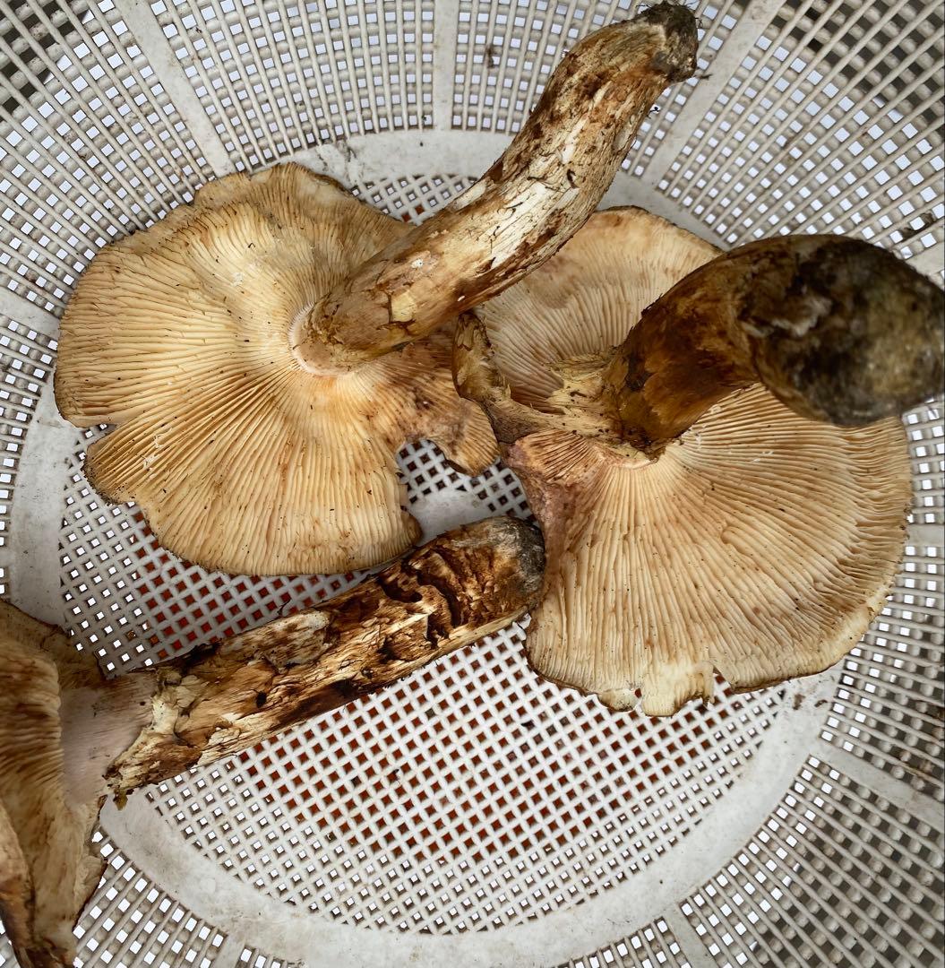 岩手県産松茸10/19日朝収穫（約640g）最終