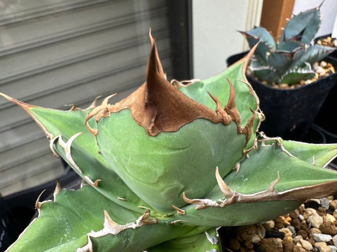 あ*き様 アガベ　dennis040 キングアーサー　特大ロゼット子株　＋おまけ