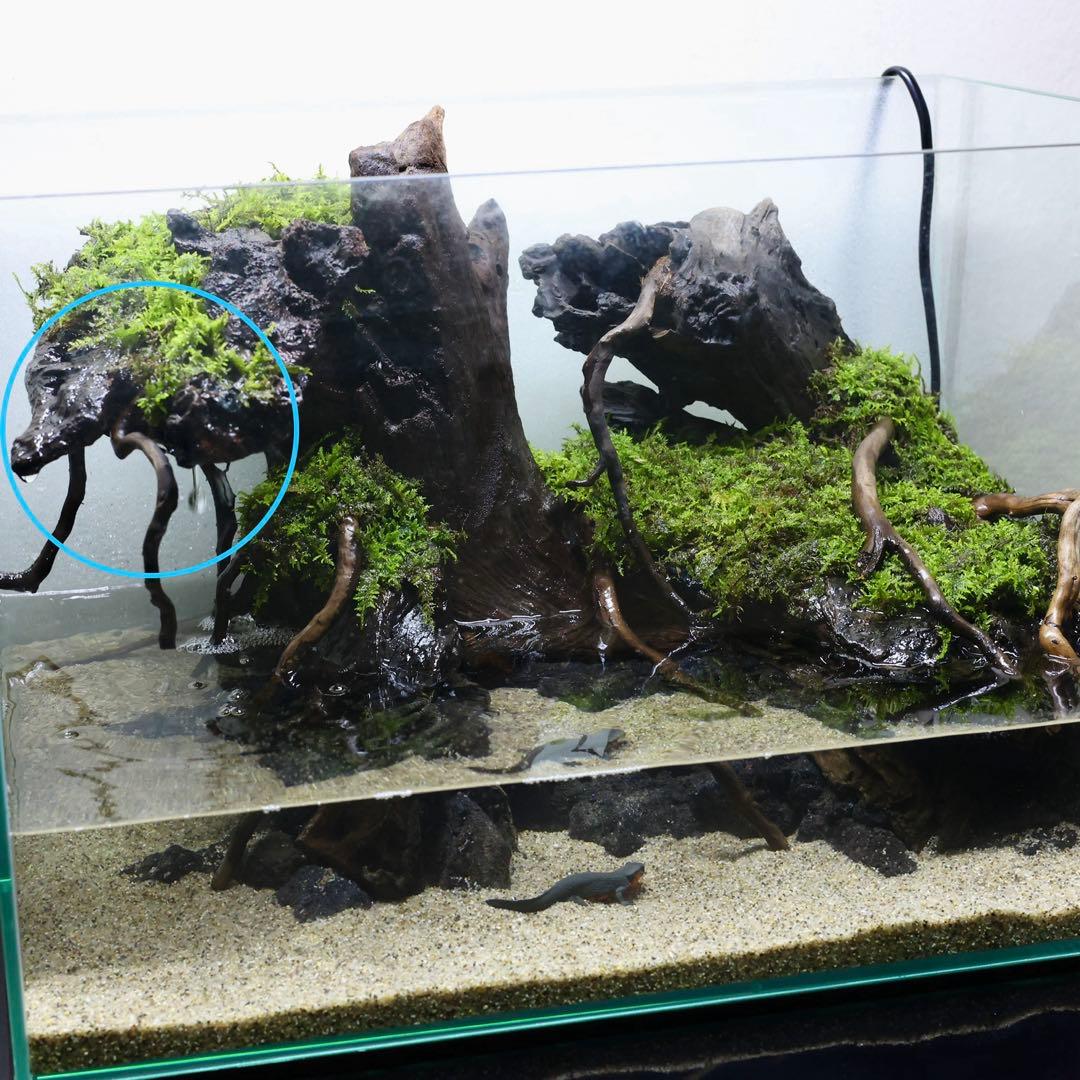 格安レイアウト水槽　イモリウム　アクアテラリウム