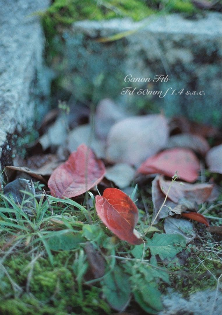 ★Canon FTb ★FD f1.4ssc★完動品＊美品＊初期保証＊作例多数！