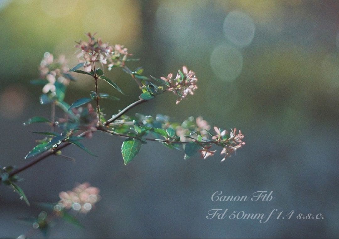 ★Canon FTb ★FD f1.4ssc★完動品＊美品＊初期保証＊作例多数！