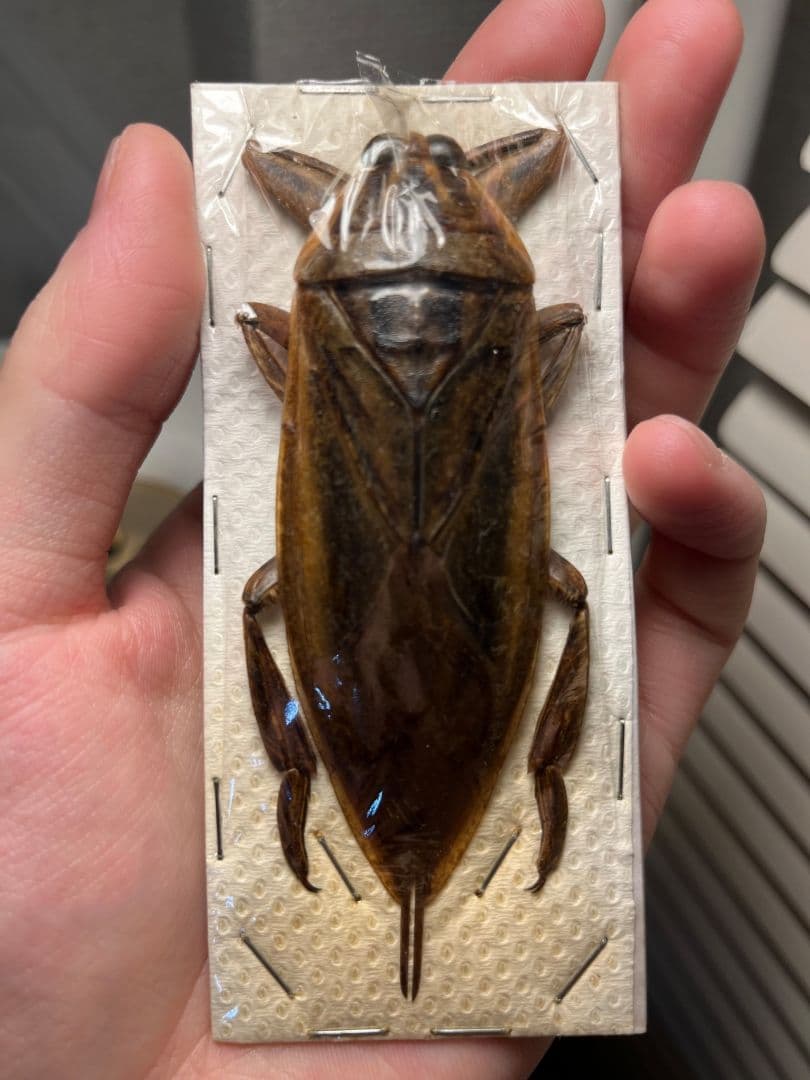 【田亀最大級】ナンベイオオタガメの昆虫標本 タランチュラムカデセンチピードサソリ