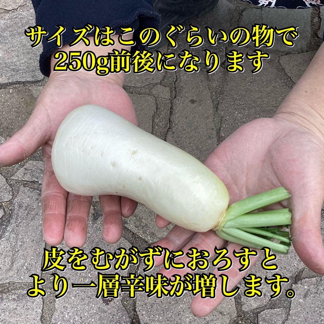 新春特価　立垣為良　岡山県産　農薬不使用　無肥料　ねずみ大根50本辛味大根