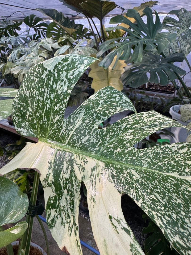 ロ*イ様 1モンステラ　タイコンステレーション　スターライト