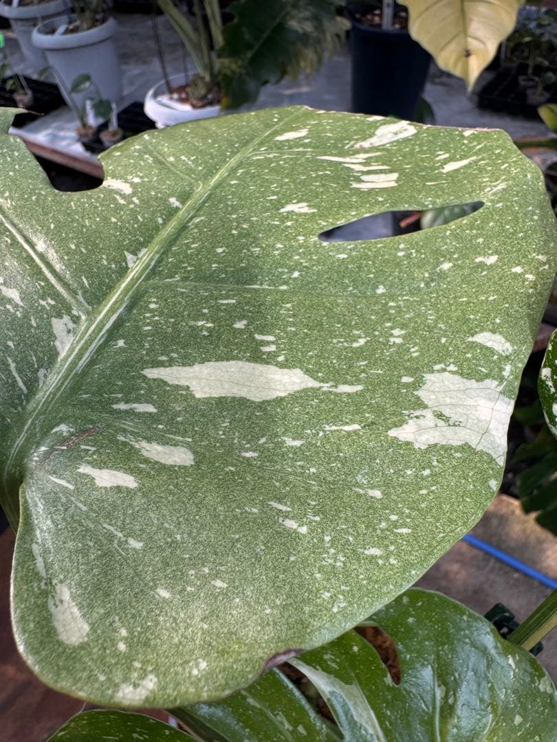 ロ*イ様 1モンステラ　タイコンステレーション　スターライト