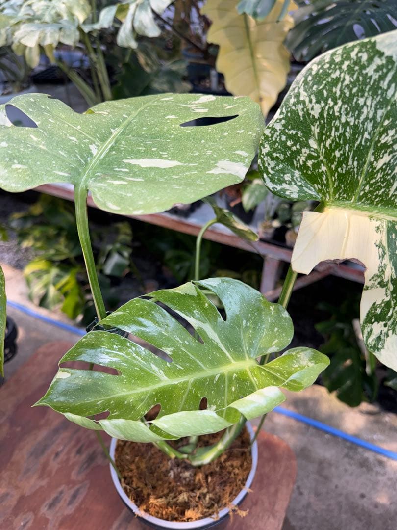 ロ*イ様 1モンステラ　タイコンステレーション　スターライト