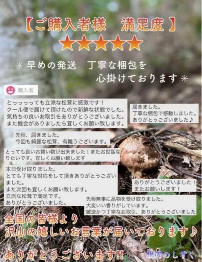 【今期最終‼︎ 希少品‼︎ 極上セット①】 本日採れ‼︎ 松茸◆クール便発送◆