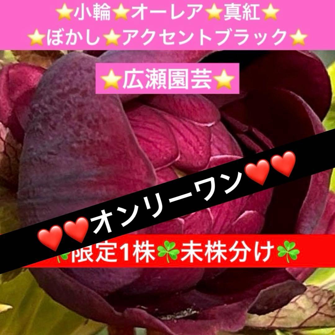 バ*カ様 ☘️限定1株☘️未株分け☘️3354⭐️小輪⭐️オーレア⭐️真紅⭐️ぼ