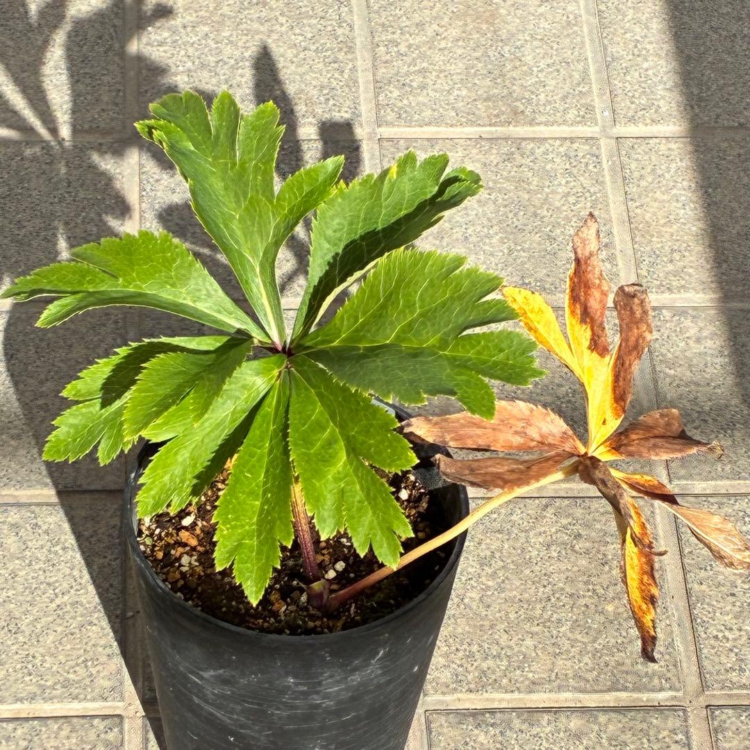 バ*カ様 ☘️限定1株☘️未株分け☘️3354⭐️小輪⭐️オーレア⭐️真紅⭐️ぼ