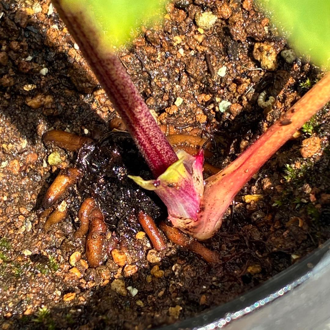 バ*カ様 ☘️限定1株☘️未株分け☘️3354⭐️小輪⭐️オーレア⭐️真紅⭐️ぼ