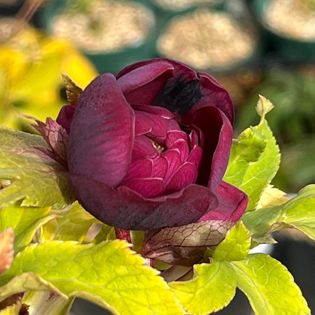 バ*カ様 ☘️限定1株☘️未株分け☘️3354⭐️小輪⭐️オーレア⭐️真紅⭐️ぼ