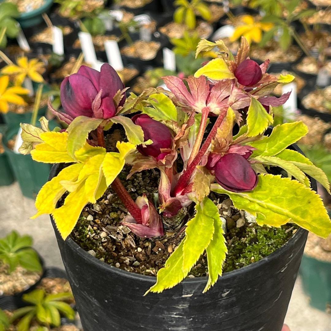 バ*カ様 ☘️限定1株☘️未株分け☘️3354⭐️小輪⭐️オーレア⭐️真紅⭐️ぼ