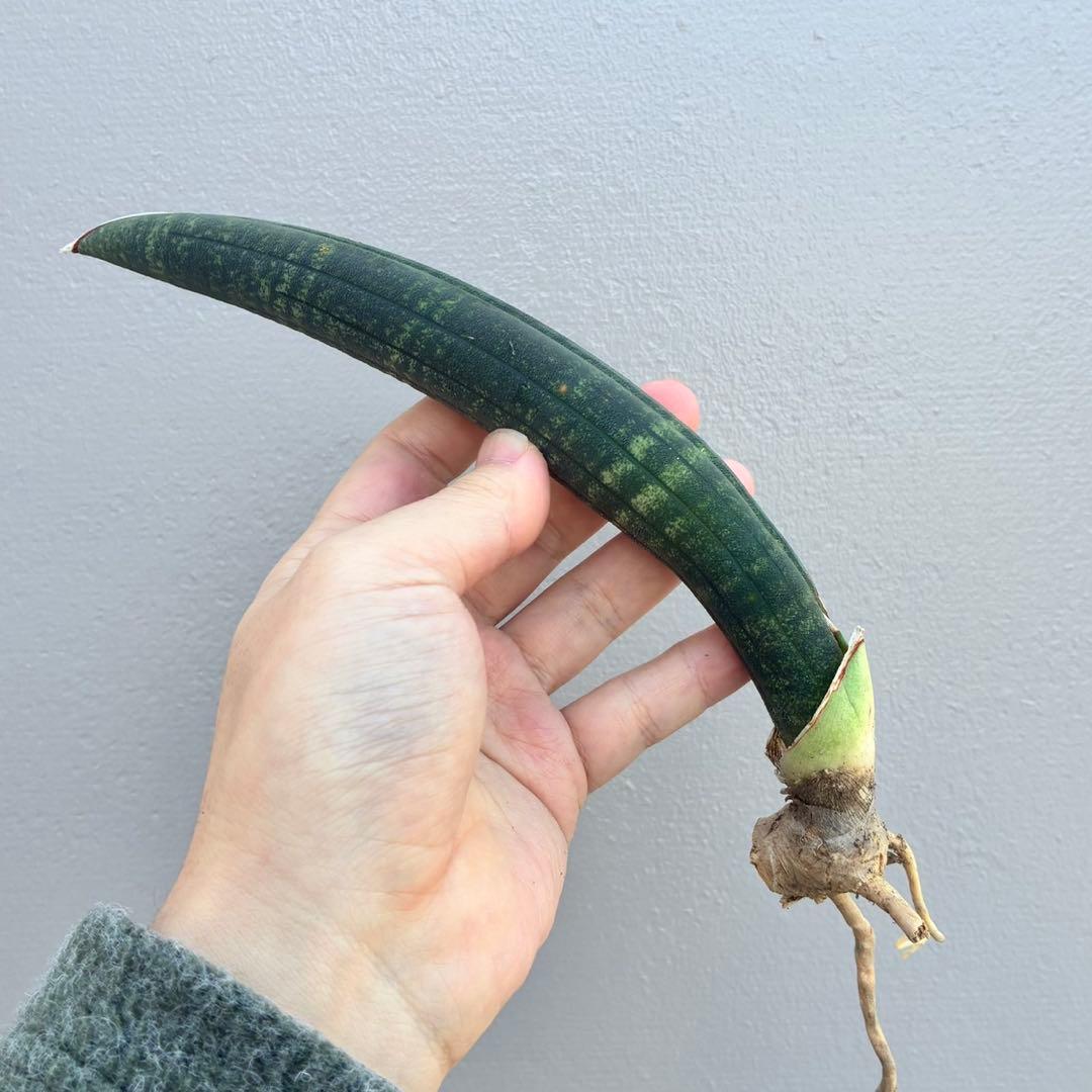 【超希少】サンセベリア タンザニア アルシャ