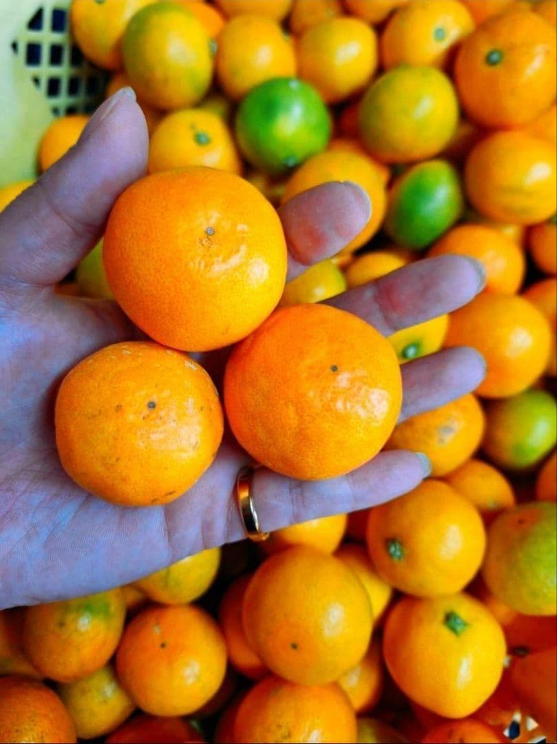 和歌山県有田産　平均糖度15度越え❗宮川早生　7kg　みかんキング　数量限定‼️